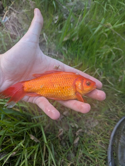 Karasie KOI 15-20cm