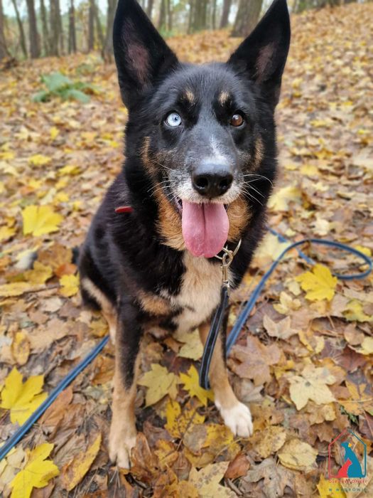 Cudny seniorek - wdzięczny, mądry, oddany - to ostatnia chwila na dom
