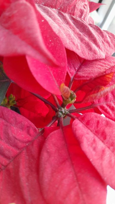 Poinsencja Gwiazda Betlejemska kwitnąca