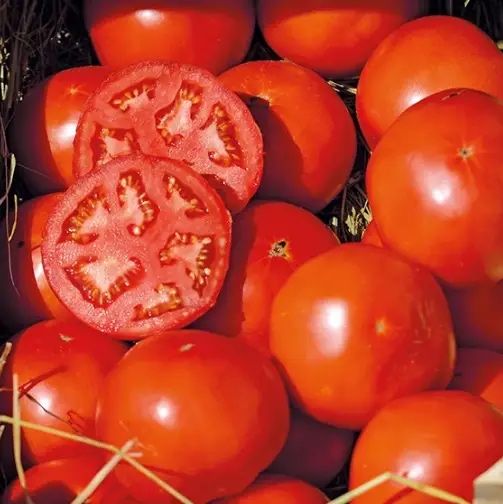 Насіння Томату БОБКАТ F1 BOBCAT F1 1000 шт Семана помідор