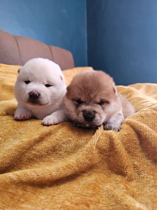 Shiba Inu szczenię ZKWP FCI doskonały rodowód