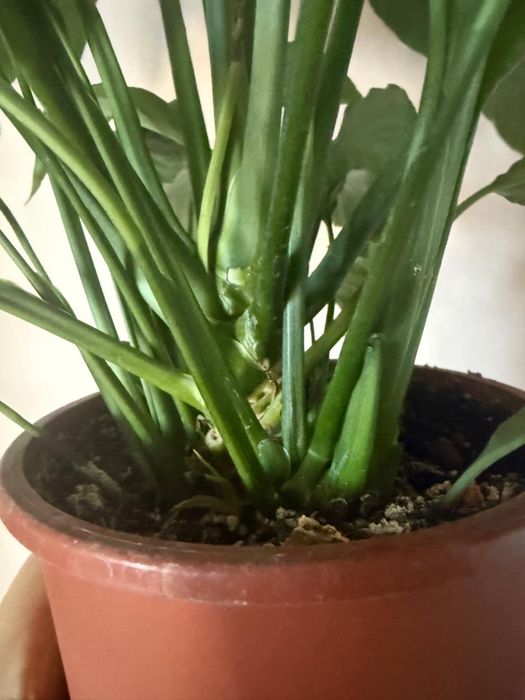 Спатифиллум , Гибискус, Кроссандра, Сциндапсус, Рождественник