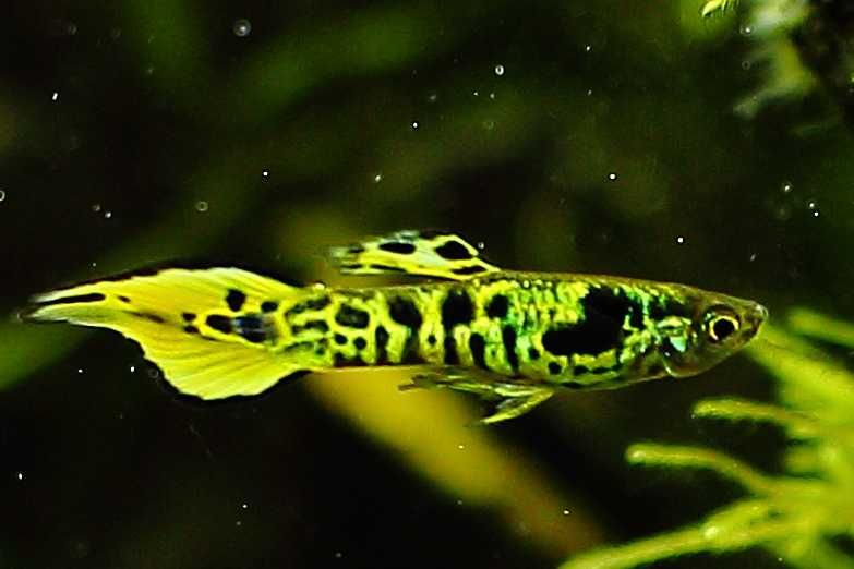 MISIEKZOO żyworódki - gupiki englera tiger , panda piękne kolory !