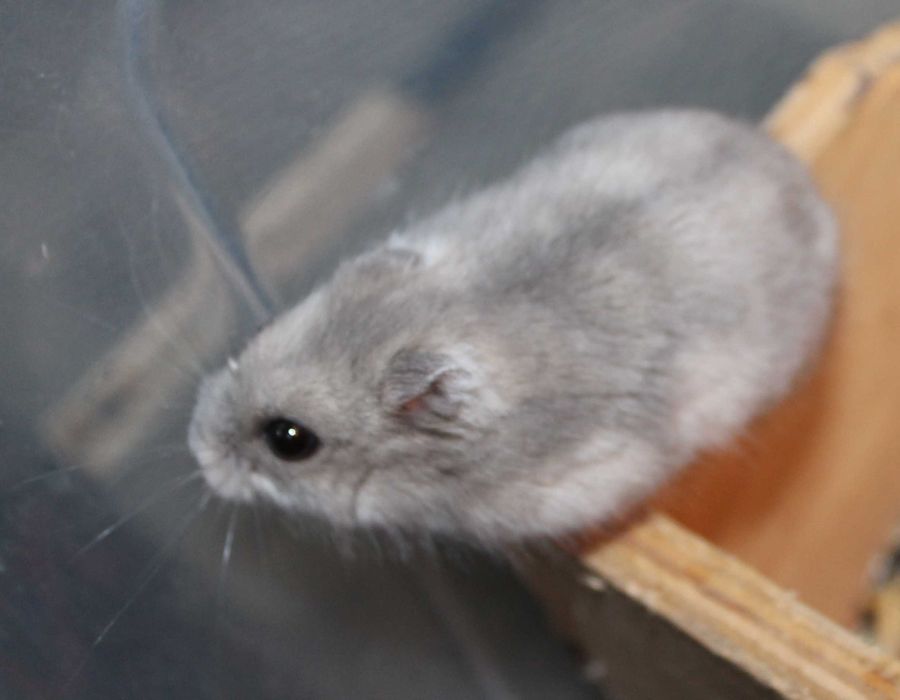 Джунгарики ручні, домашні хом'ячки.