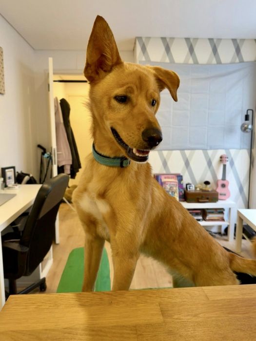 Cão macho para adoção responsável