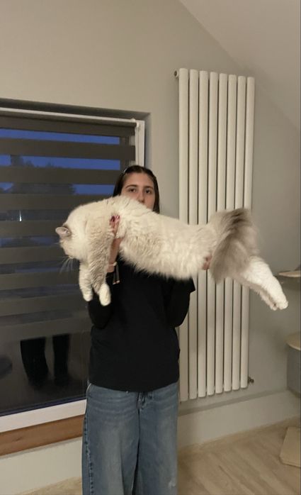 Ragdoll do hodowli Kocur