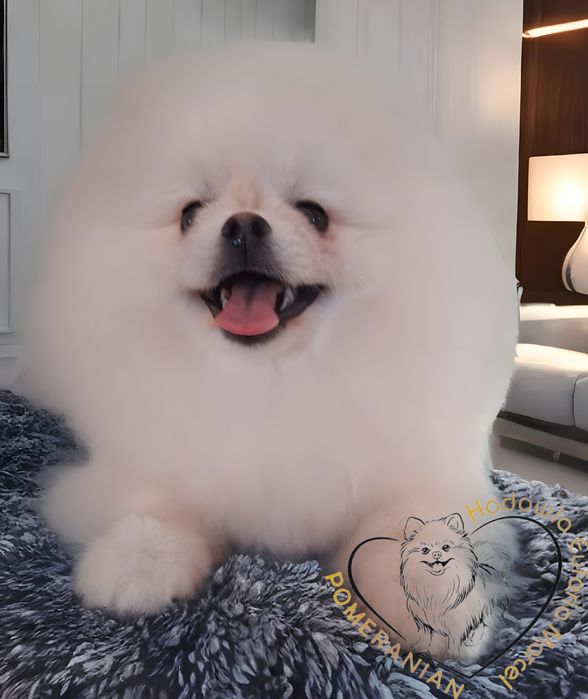 Pomeranian miniatura szpica