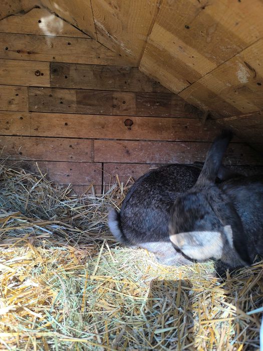 Króliki samice mieszance