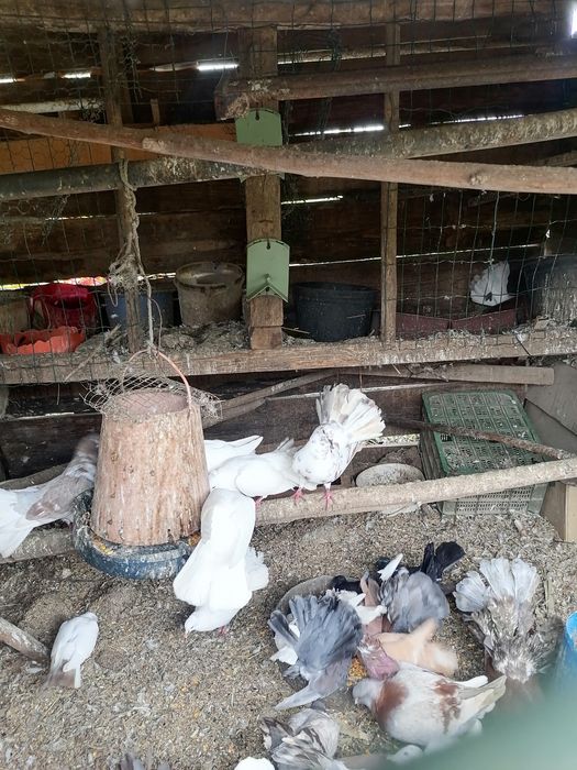 Vários pombos de lecke