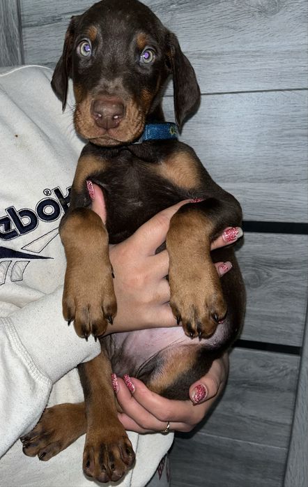 цуценята доберманів