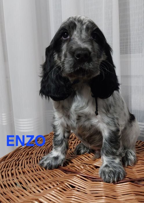 Cocker Spaniel Angielski  piesek