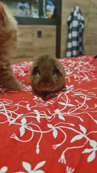 Тедді морський свин