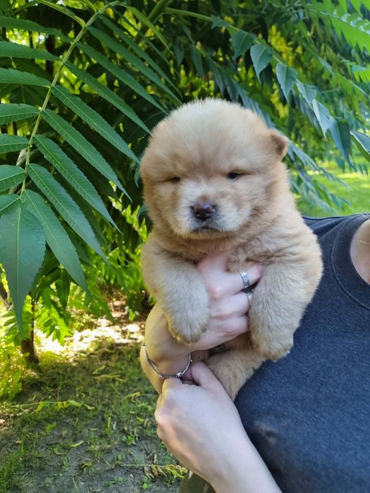 Chow Chow Słodki Miś