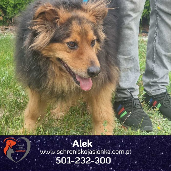 ALEK do adopcji Schronisko Jasionka