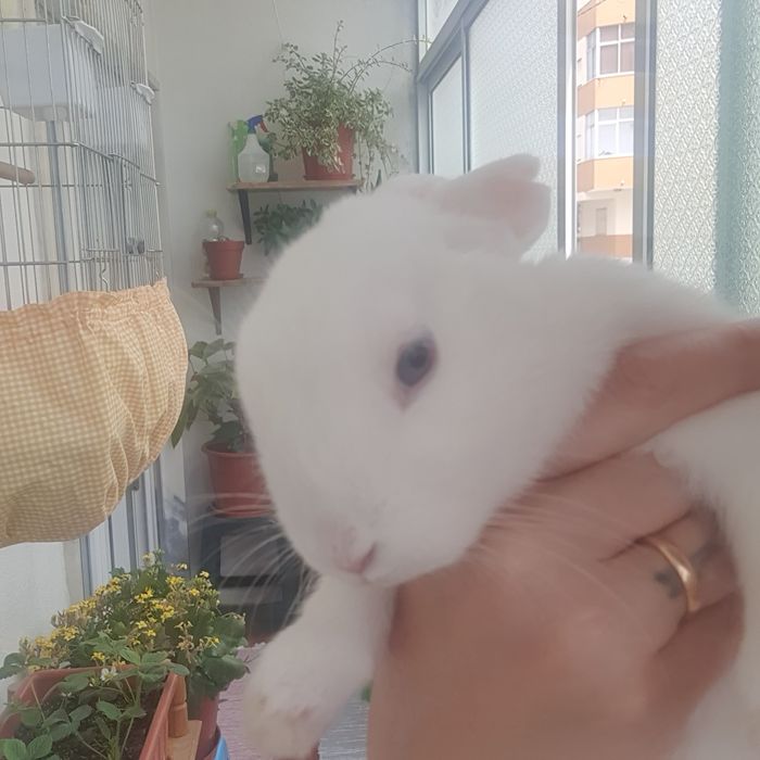 Kit + Coelhinhos anões