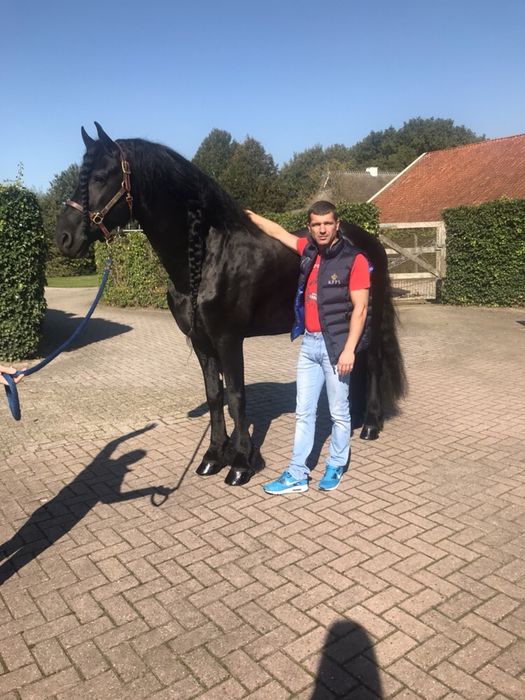 Фризские лошади безумной красоты , лошадь , жеребец , кобыла