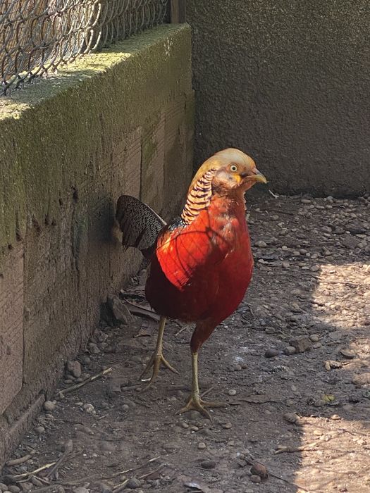 Faisões dourados