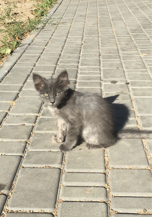Кошеня в добрі руки