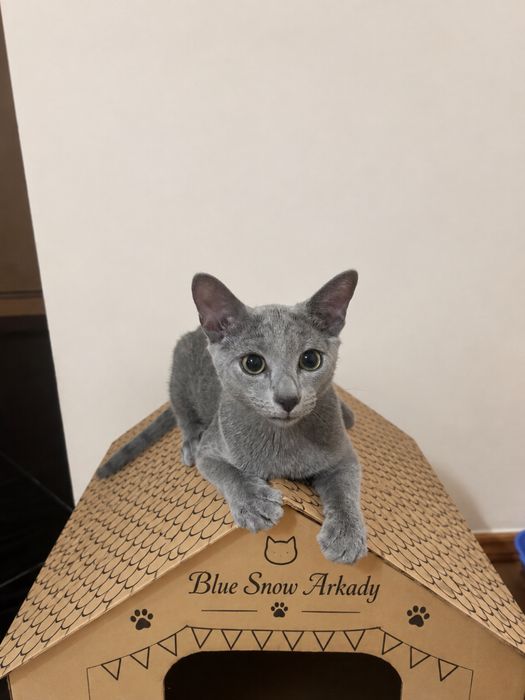 Найкраща пропозиція! Russin Blue кошеня. Blue Snow Arkady. Хлопчик.