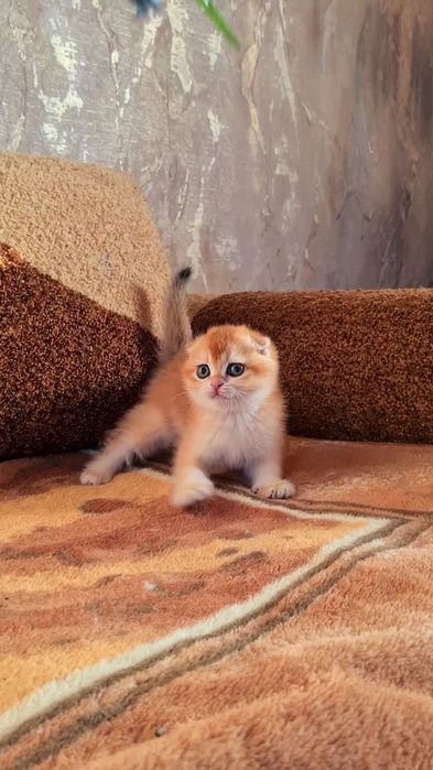 Идеальная во всем ny11 золотая шиншилла