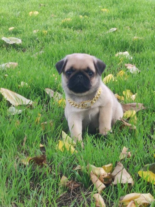 Продаётся очаровательный мальчик мопс