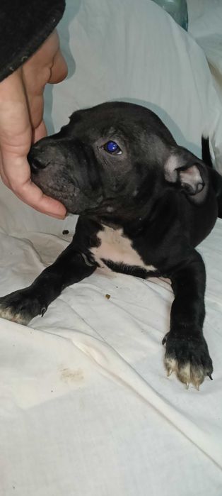 Продажа піт бультерєра