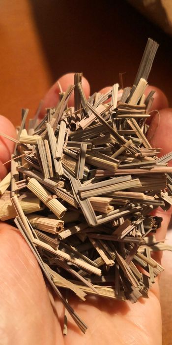 folhas erva-príncipe