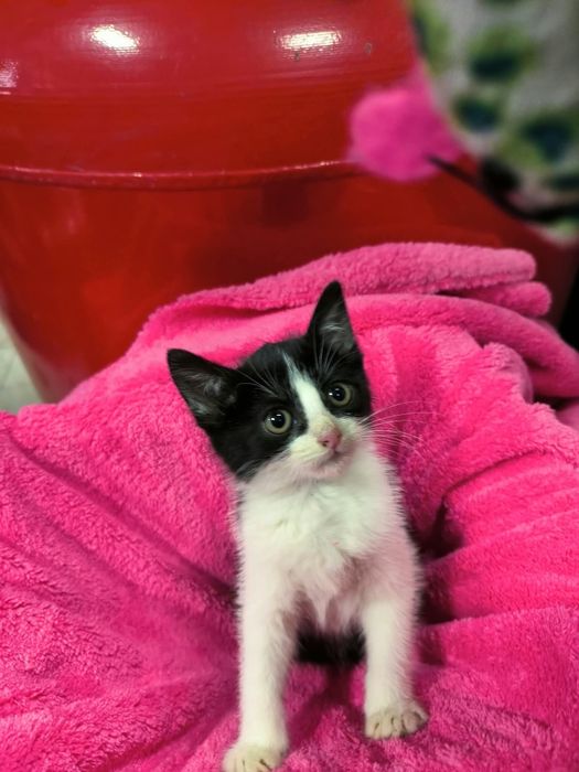 Kocurek do adopcji