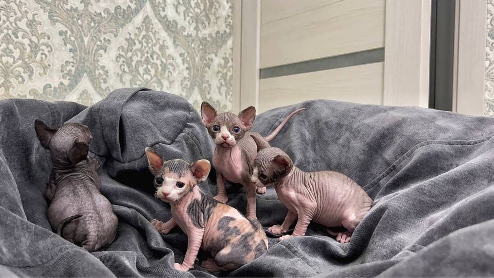 Канадські сфінкси бронь