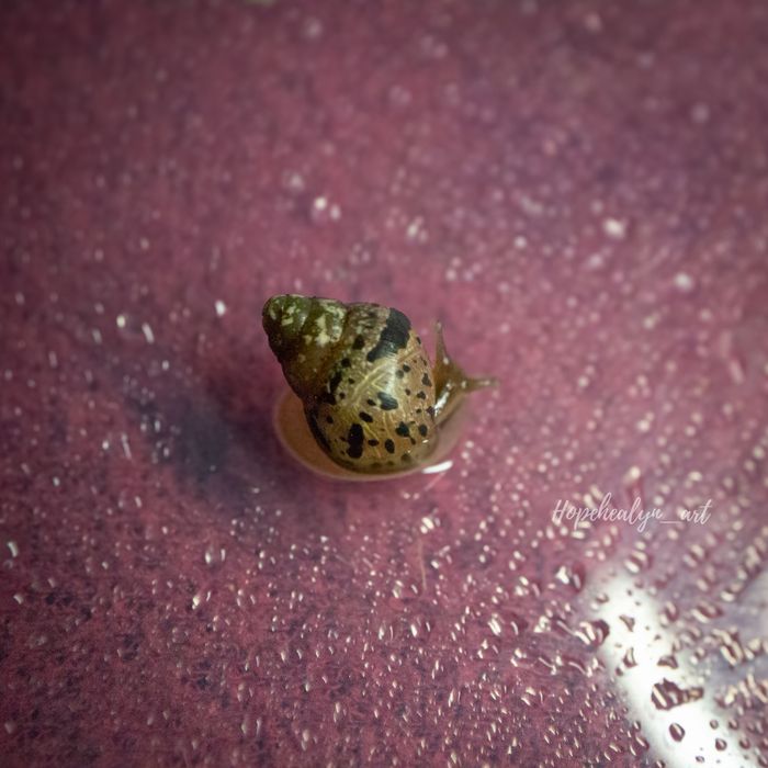 Achatina tincta tincta congo