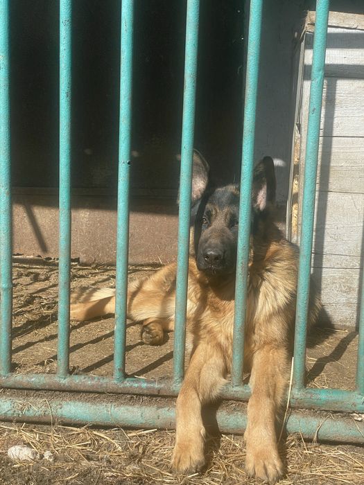 Німецька вівчарка