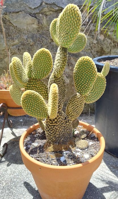 Belo cato (Opuntia microdasys) em vaso de terracota