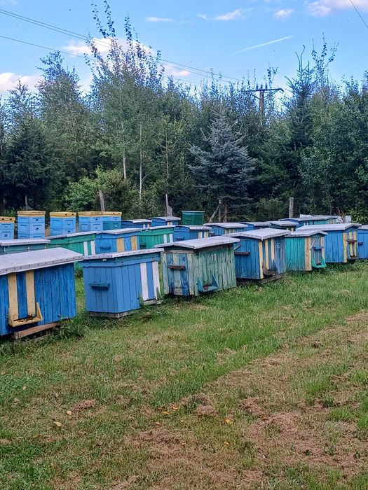 Miody naturalne z pasieki