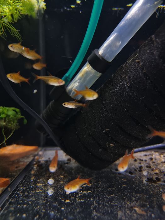 Bystrzyk amandy sklep schangri.pl Kraków prokocim