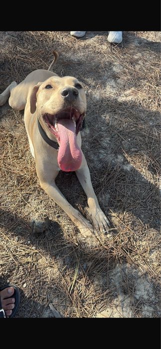 Cao amstaff para adoção
