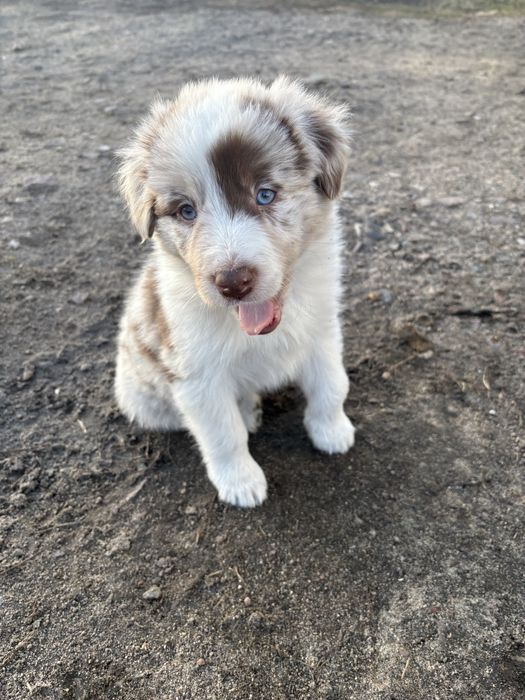 Piesek Border Collie