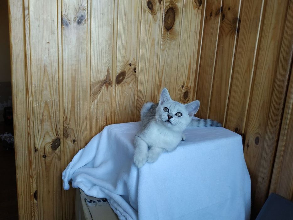 Котик ліг та відпочиває