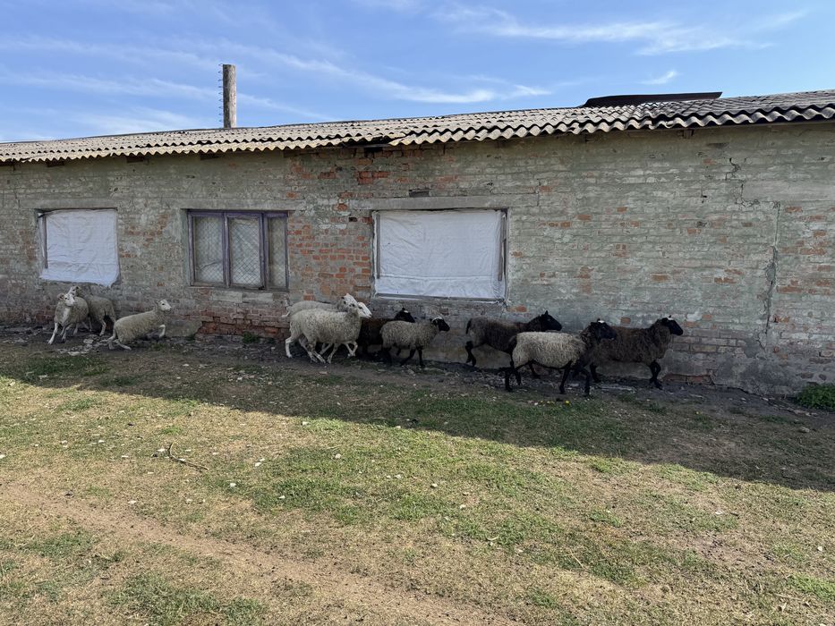 В продажі є молоді вівці, та барани. с.Полянецьке