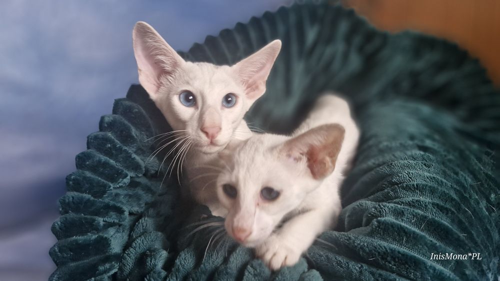 Peterbald koteczka