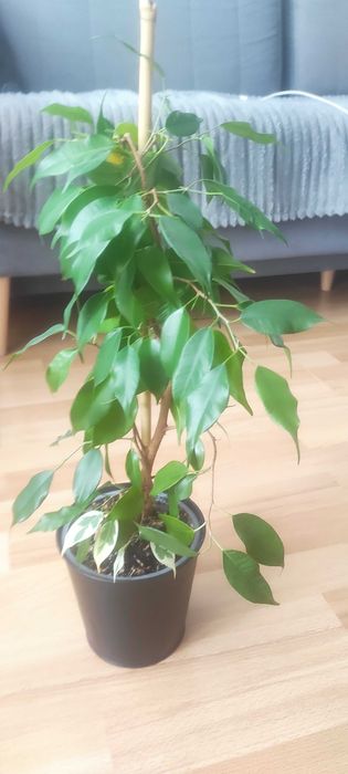 Kwiatek Ficus Benjamina