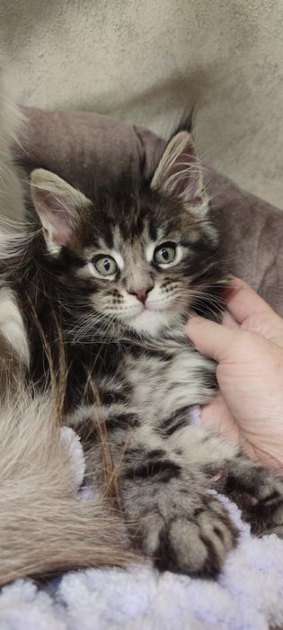 Кошенята породи Мейн-кун