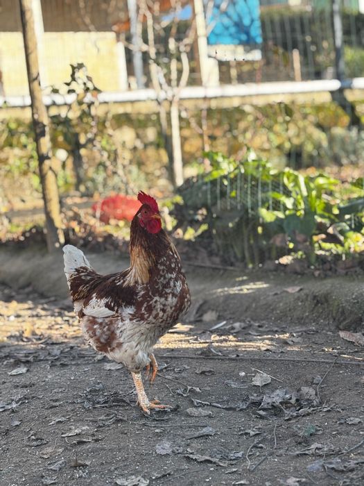 Galo jovem saudável e bonito