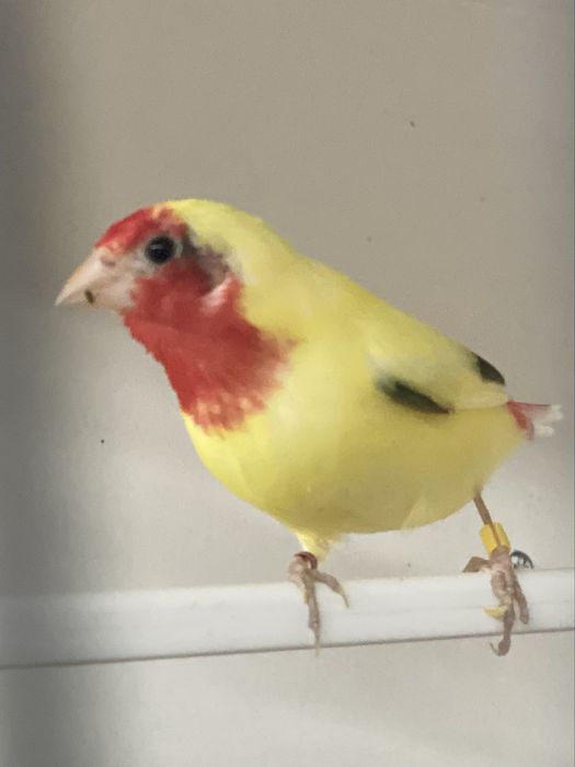 Diamantes papagaios, verde mar, áqua e lutinos