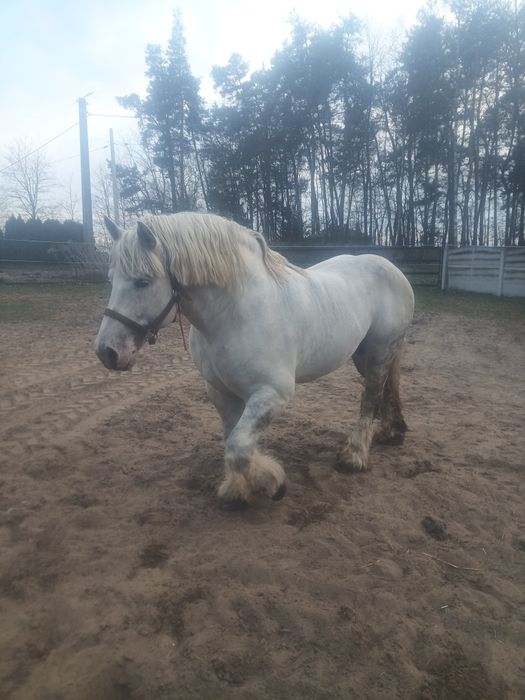 Ogier perszeron 84 punkty