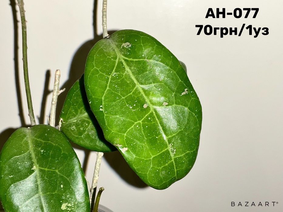 Хойя срез сорта