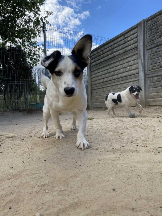 SMYK pies lękliwy adopcja schronisko