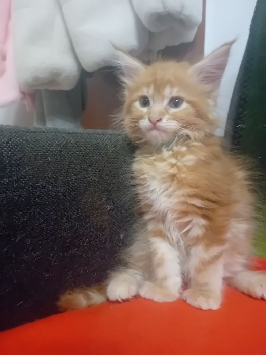 Kotka Maine Coon o imieniu Catti Rezerwacja