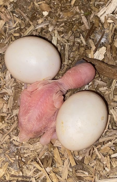 Ring Neckes para criar á mão