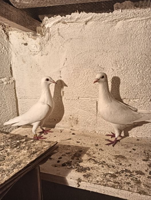 Pombos de raça cambalhota português e correias