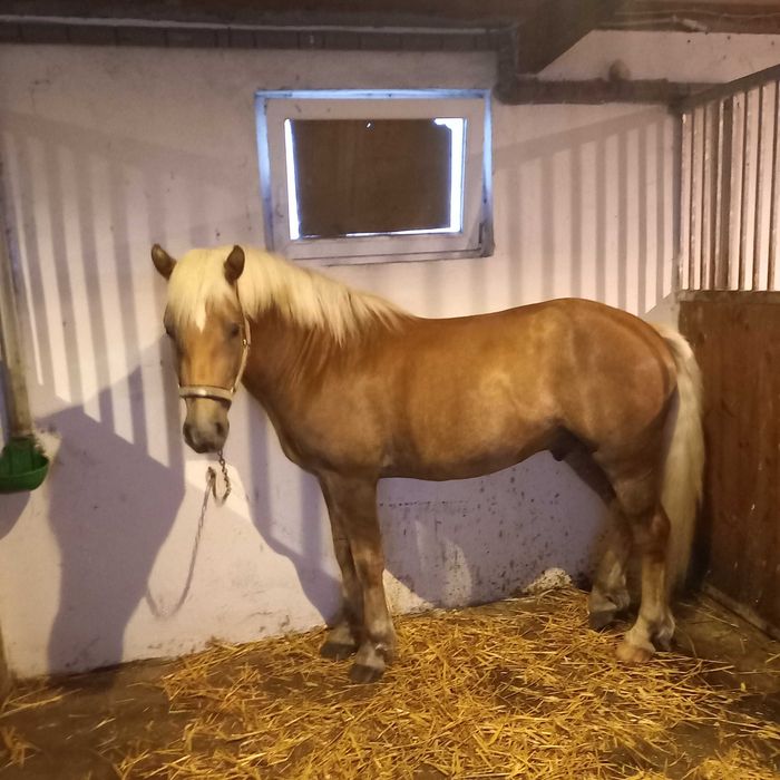 Ogier Haflinger Bary Licencja